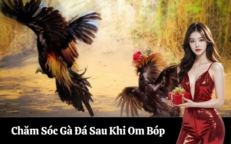 Chăm Sóc Gà Đá Sau Khi Om Bóp